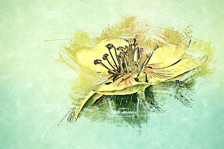 baňatý pryskyřník, st anthony je tuřín, žlutý květ, luční pryskyřník, foto umění