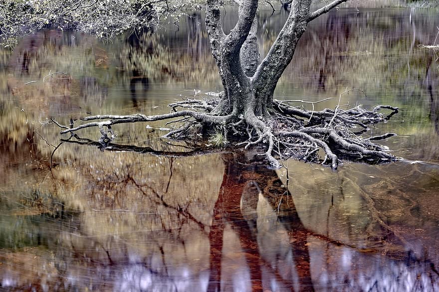 arbre, les racines, réservoir, réflexion, Elan Valley, powys, Pays de Galles, la nature