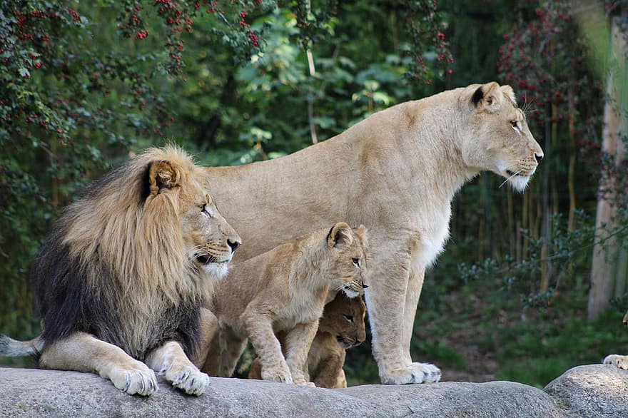лев, семья, животные, детёныши, Детские львы, молодые львы, львица, живая природа, большие кошки, хищников, млекопитающих
