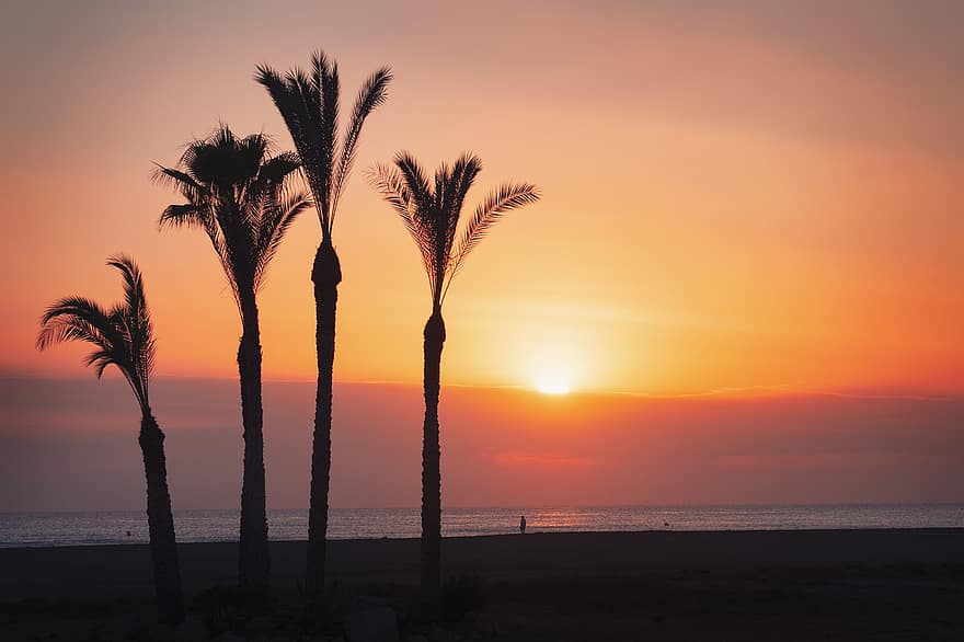 Strand, palmer, tropisk, trær, hav, solnedgang, skumring, utendørs