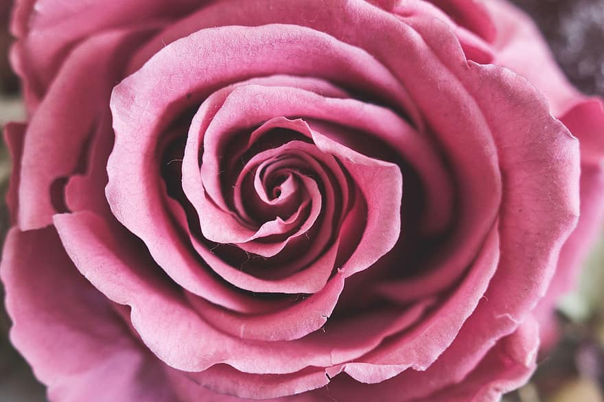 Trandafir, roz, inflori, petale, floare, roz petale, Trandafir roz, floare roz, petale de trandafir, a inflori, floră