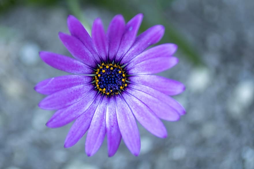 λουλούδι, μαργαρίτα, μπλε, ανθίζω, άνθος, άνοιξη, πέταλα, φύση, γκρο πλαν, φυτό, πέταλο