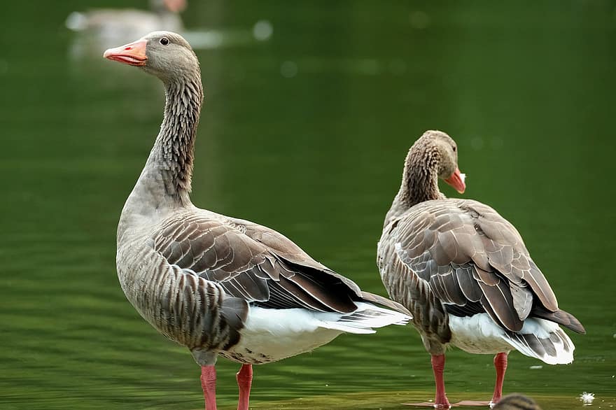 Goose, Greylag Goose, Birds, Pair, Lake, Water Bird, Feather, Plumage, The World Of Animals, Ave, Ornithology