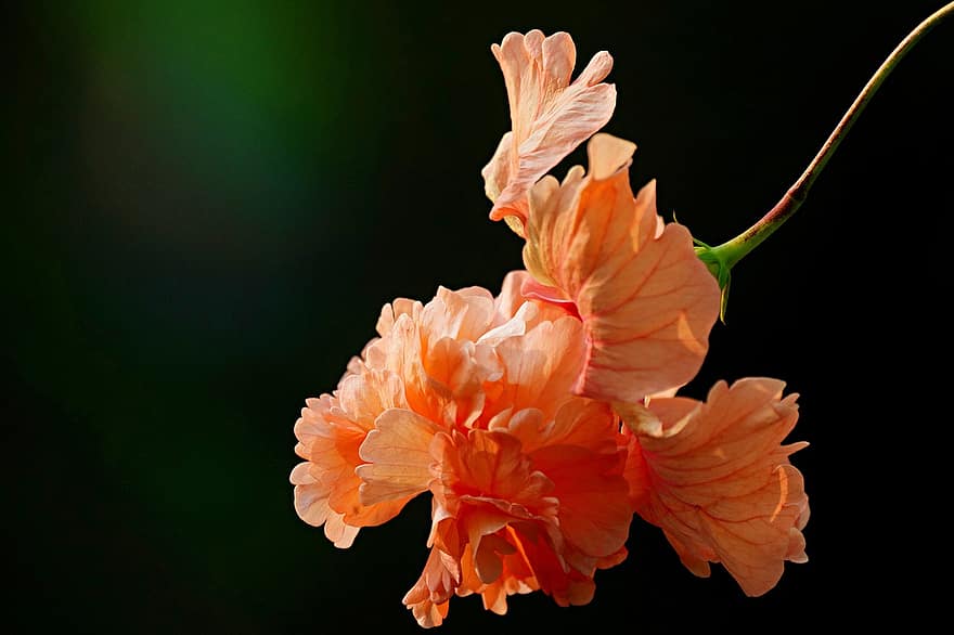 hibiscus, blomst, flora