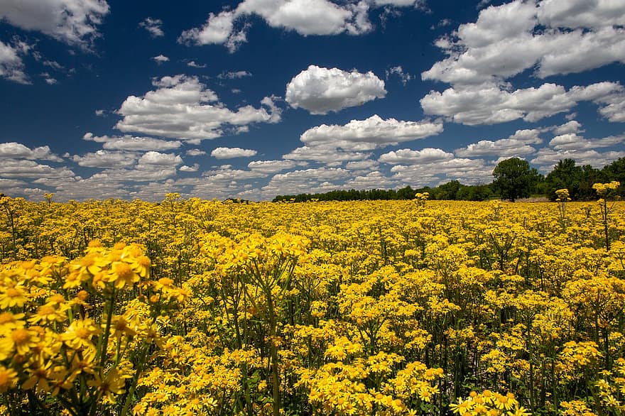 butterweed, keltainen kenttä, luonnonvaraiset kukat, kevät, värikäs