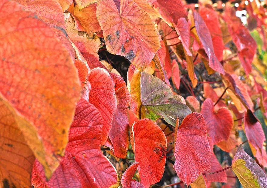 odchodzi, wino, jesień, liść, żółty, wielobarwne, pora roku, intensywny kolor, zbliżenie, las, październik