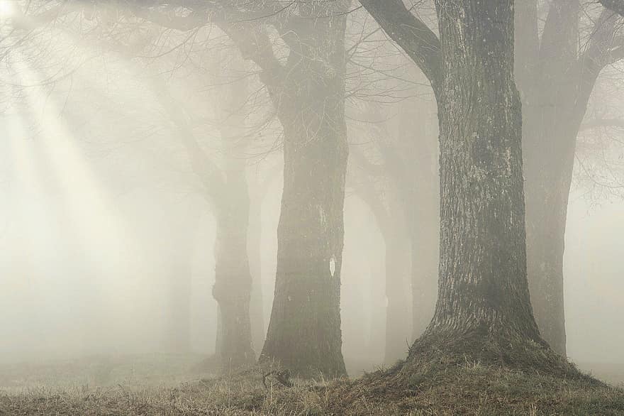 гора, дървета, мъгла, природа, пейзаж, гори, мъгливо, студ, светлина, светлинни лъчи, мъглявина