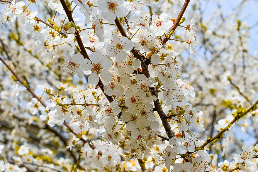 Třešňový květ, květiny, jaro, květ, větev, strom, Příroda, sezóna, detail, list, rostlina