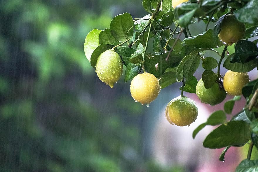 prší, strom, citrusové plody, citrón, Příroda, déšť, zelená, list, rostlina, větev, voda