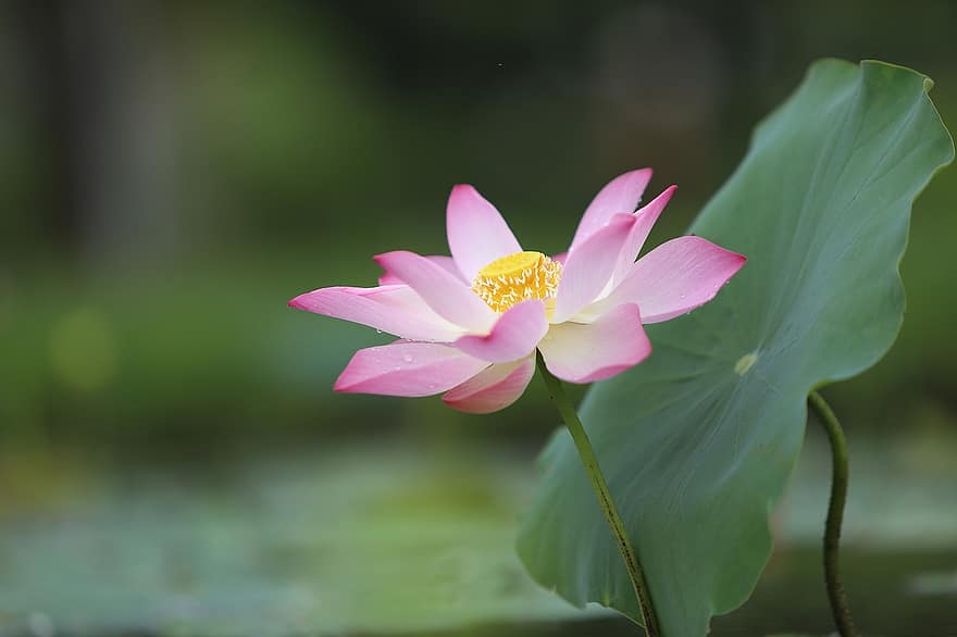 flor de loto, lirio de agua, planta acuática, flora, floración, flor, estanque, naturaleza, botánica, hermoso, floral