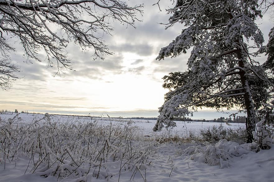sneeuw, winter, veld-, natuur, bomen, Bos, platteland