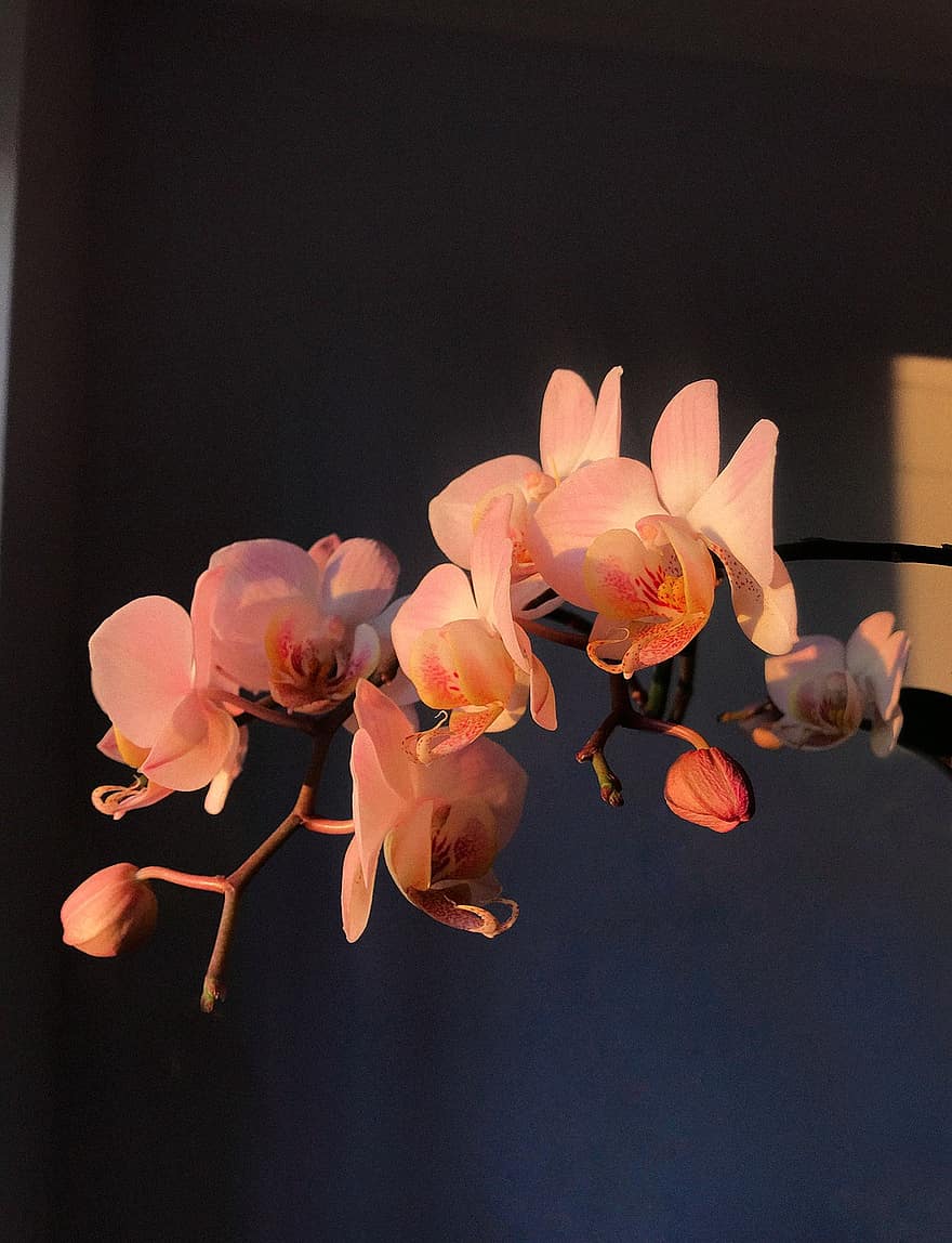 bloem, orchidee, bloeiend, natuur, de lente, bloesem, plantkunde, fabriek, detailopname, bloemblad, blad