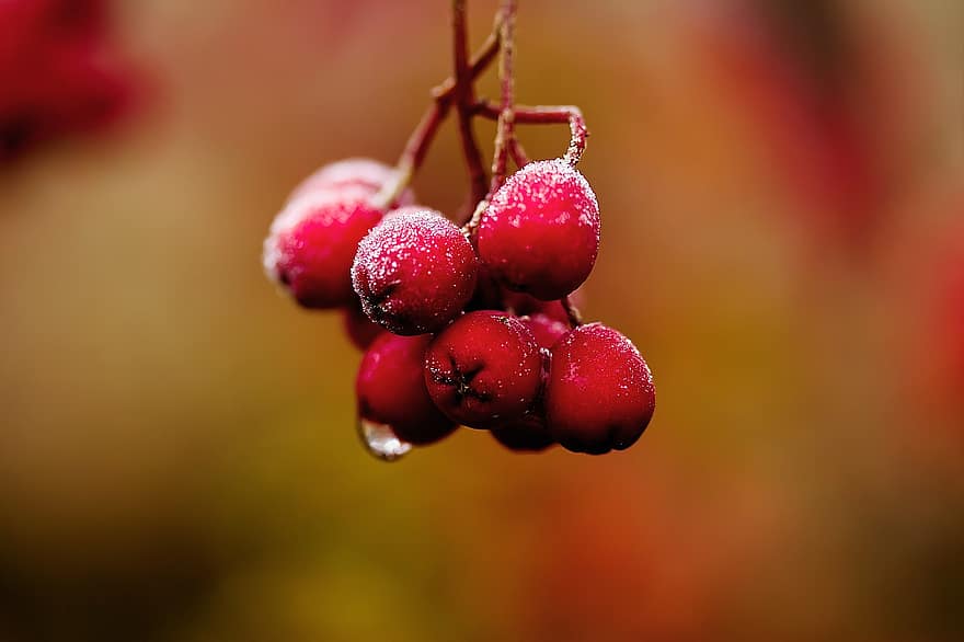 Berries, Frozen, Winter, Fruits, Hoarfrost, Ice, Frost, Cold, Icy, Red, Ice Crystals