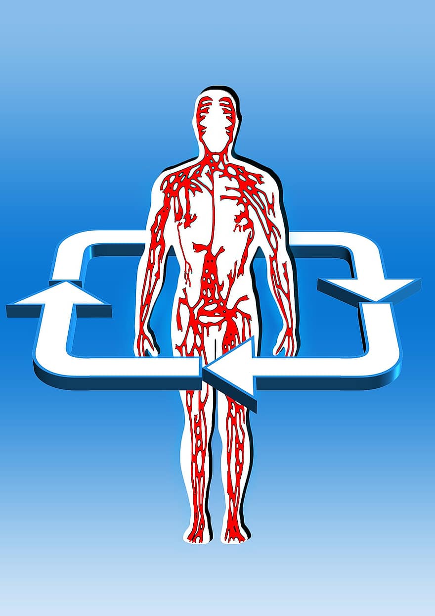 Body, Blood Circulation, Aterien, Veins, Circuit, Blood, Blood Infection, Health, Doctor