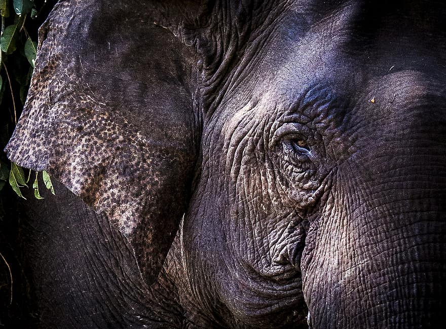 Elephant, Pachyderm, Animal, Nature, animals in the wild, close-up, endangered species, animal trunk, africa, safari animals, african elephant