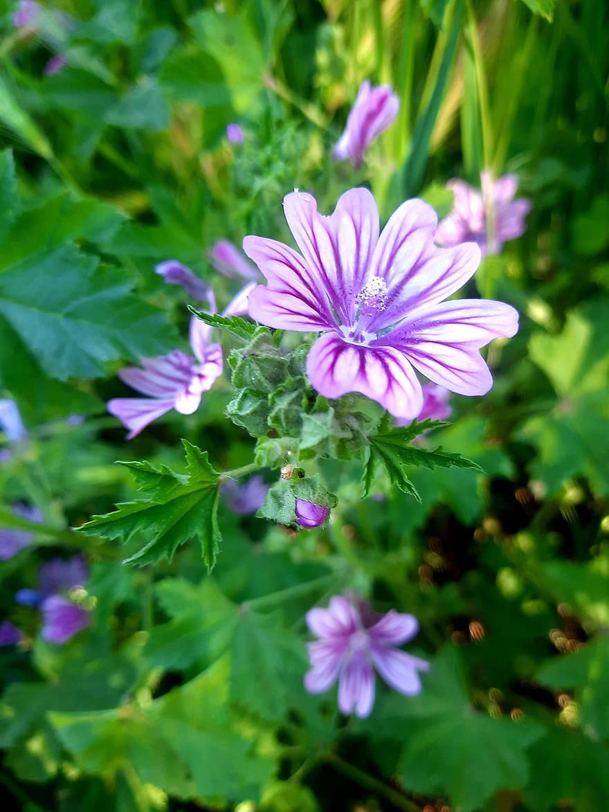 Flowers, Purple Flowers, Garden, Spring, Macro, Background, Environment, flower, plant, summer, close-up