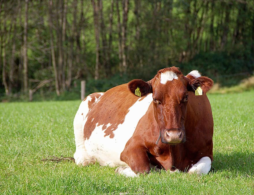 крава, животно, ливада, добитък, млечна крава, говеда, бозайник, Почивка, фермерски двор, трева, ферма