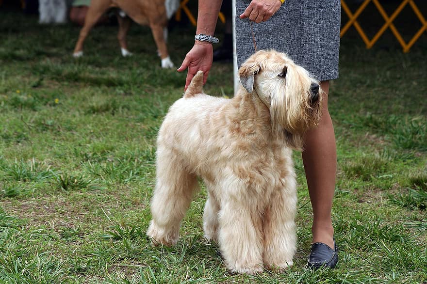 виставка собак, М’якошерстий пшеничний тер’єр, конкуренція, чистокровні, домашня тварина, собачий