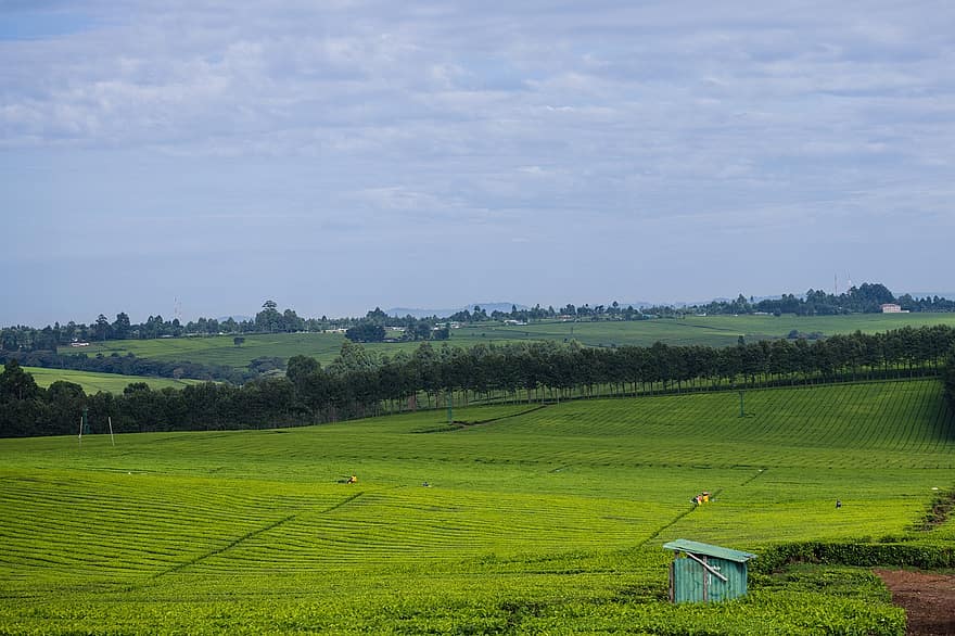 plantación de té, Kenia, agricultura, naturaleza, granja, campo, rural