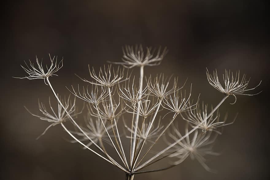 Dried Flower, Dried Wild Flower, Dried, Withered Flower, Dry, In Nature, Autumn, Vegetable, Close-up, Dry Branches, Plant