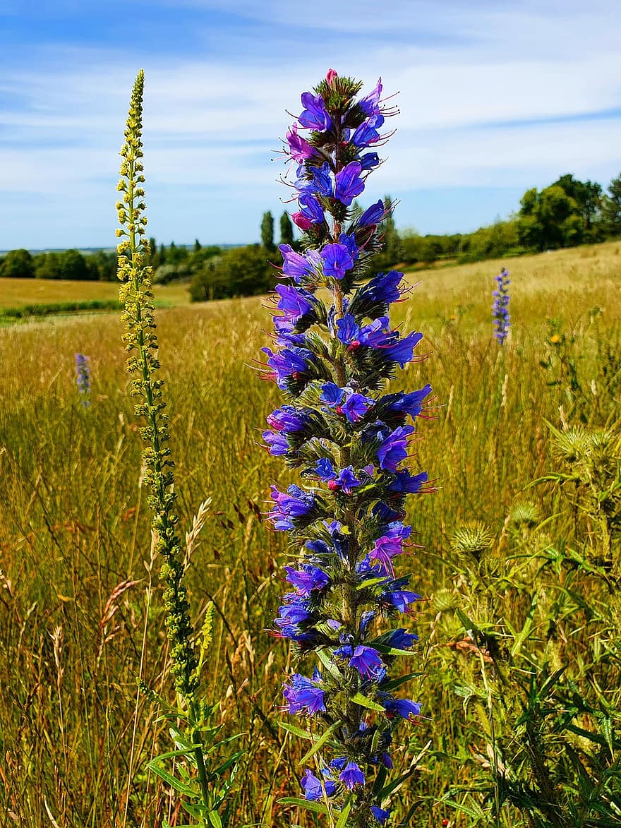 квітка, блакитний, поле, фіолетовий, природи