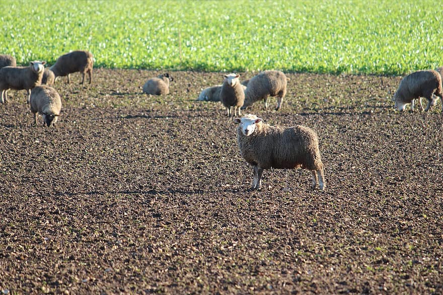 ovelha, rebanho, Fazenda, pecuária, animais, campo, lama