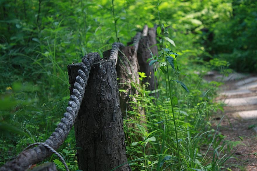 Nature, Outdoors, Fence, Summer, Dulle-gil, Travel, Forest, Woods, snake, reptile, animals in the wild