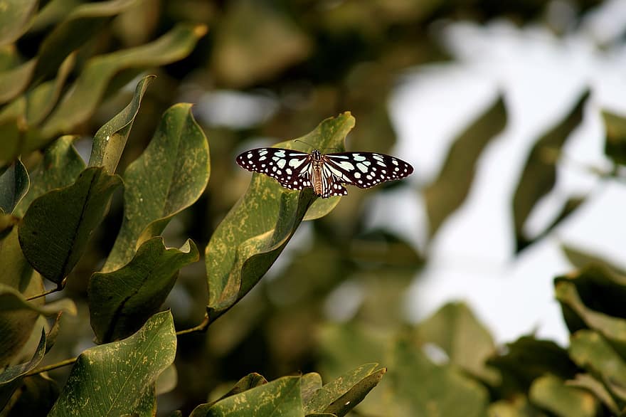 borboleta, sai, inseto, folhagem, asas, Asas de borboleta, inseto com asas, lepidópteros, fauna, natureza, mundo animal