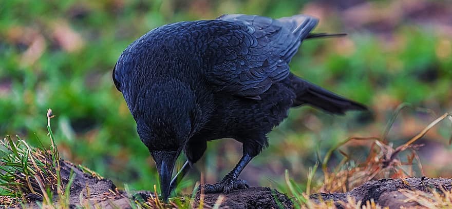 corbeau, oiseau, noir, la nature, sauvage, le bec, oiseau noir, plumes, plumage, ave, aviaire
