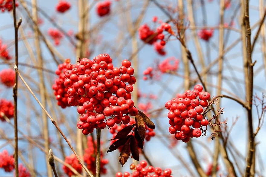 berries, rowan, autumn