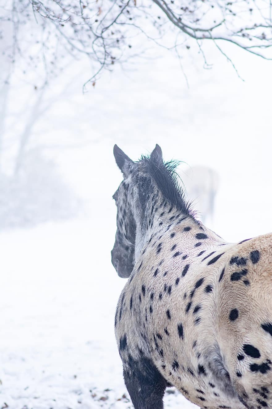 kuda, hewan, musim dingin, kabut, kuda tutul, appaloosa, mamalia, burik, salju, binatang di alam liar, tutul