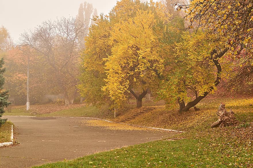 Oekraïne, park, herfst, kyiv, Listopad, mist, natuur, bomen, boom, blad, geel