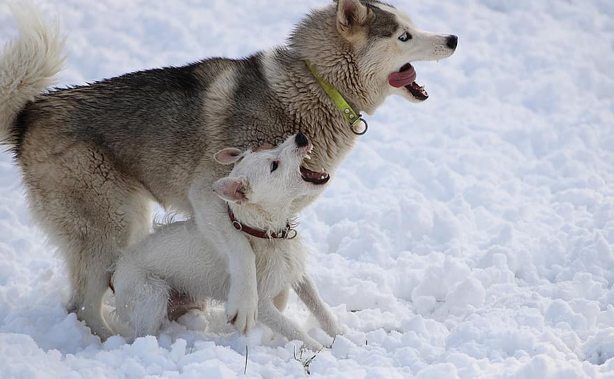 cani, combattimento, la neve, controversia, giocare, animali domestici, animali, rauco, terrier, ibrido, Cani domestici