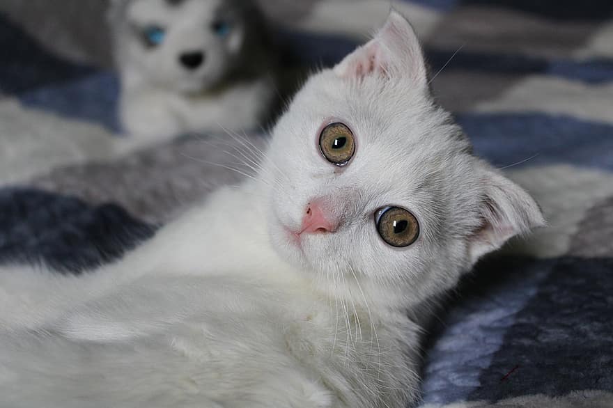 kat, killing, kæledyr, hvid kat, dyr, feline, indenlandske, pattedyr, nuttet, indenlandske kat, husdyr