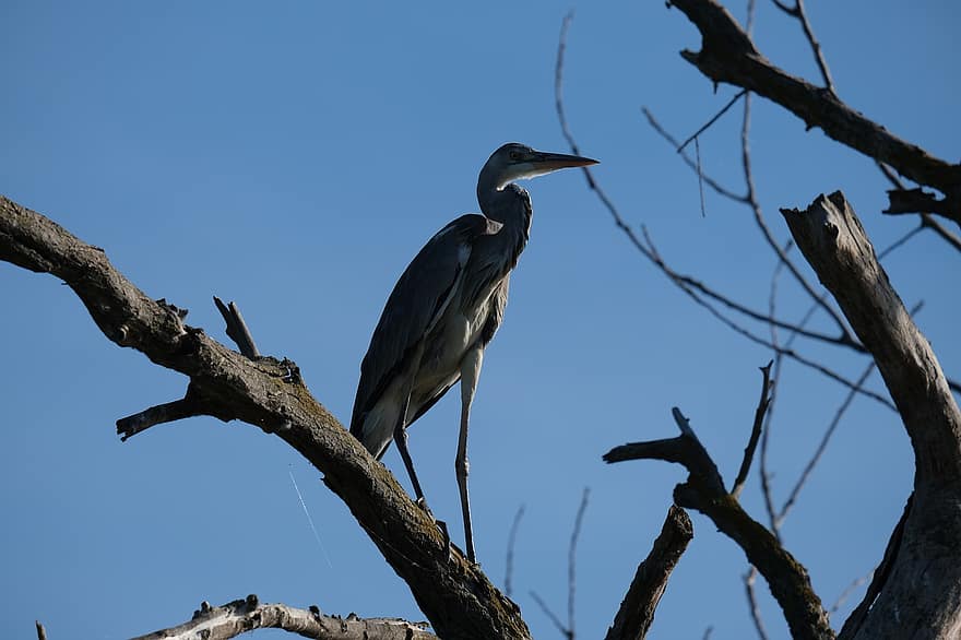Grey Heron, Bird, Branch, Swamp, Birdwatching, Conservation, Danube Delta, Ecology, Mahmudia, Natural Reserve, Nature
