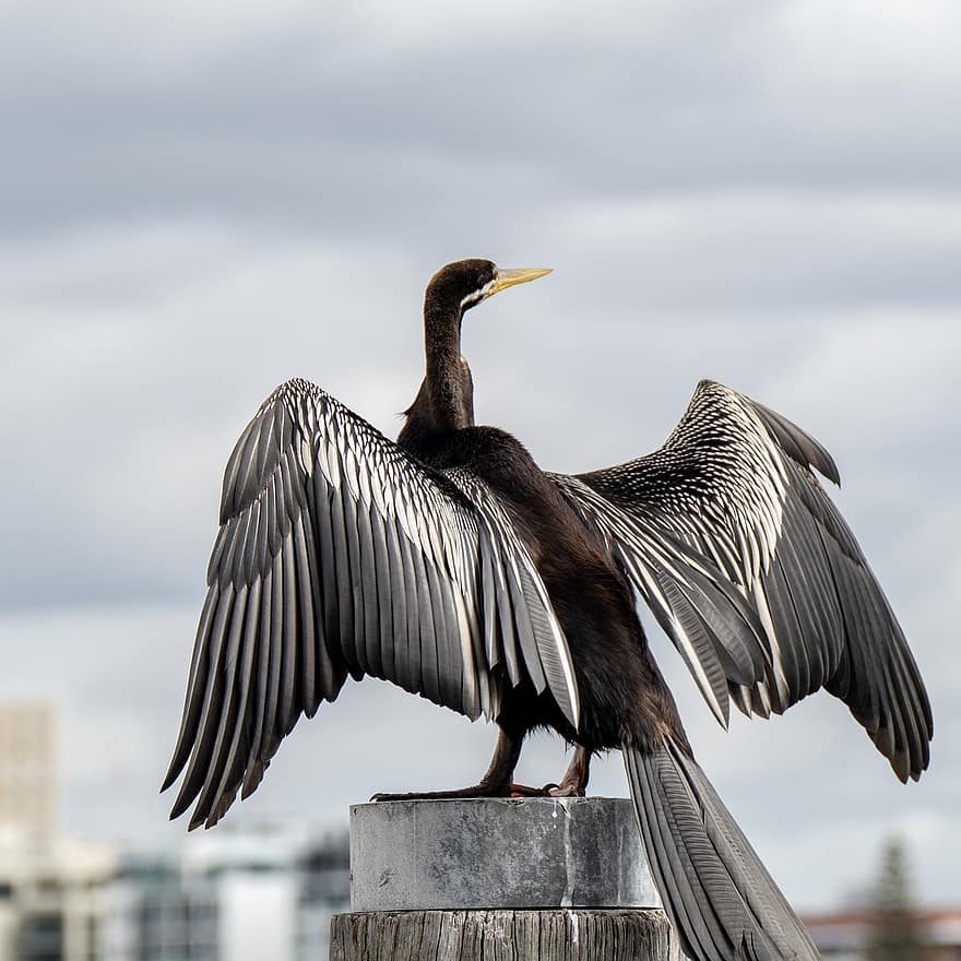 kraan, vogel, dieren wereld, dier, natuur