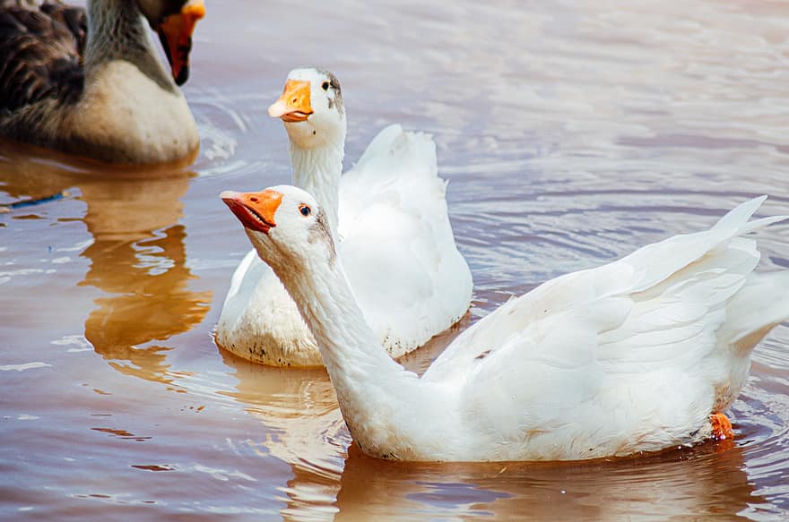 Geese, Ducks, Lake, Birds, Waterfowls, Water Birds, Aquatic Birds, Animals, Feathers, Plumage, River