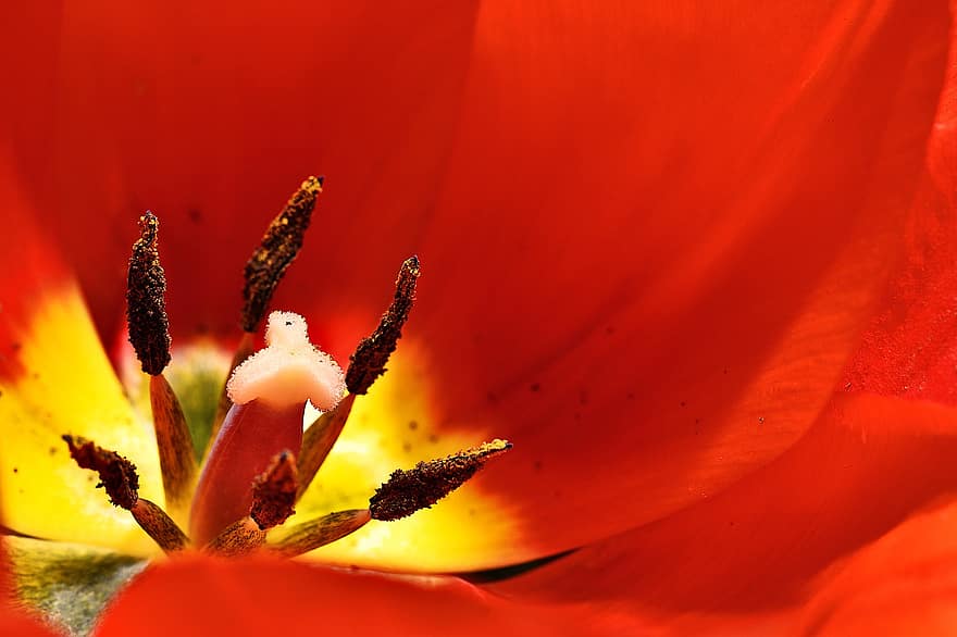 tulipa, flor, macro, Primavera, Flor vermelha, pistilo, floresce em, Dentro de Tulipas, flora