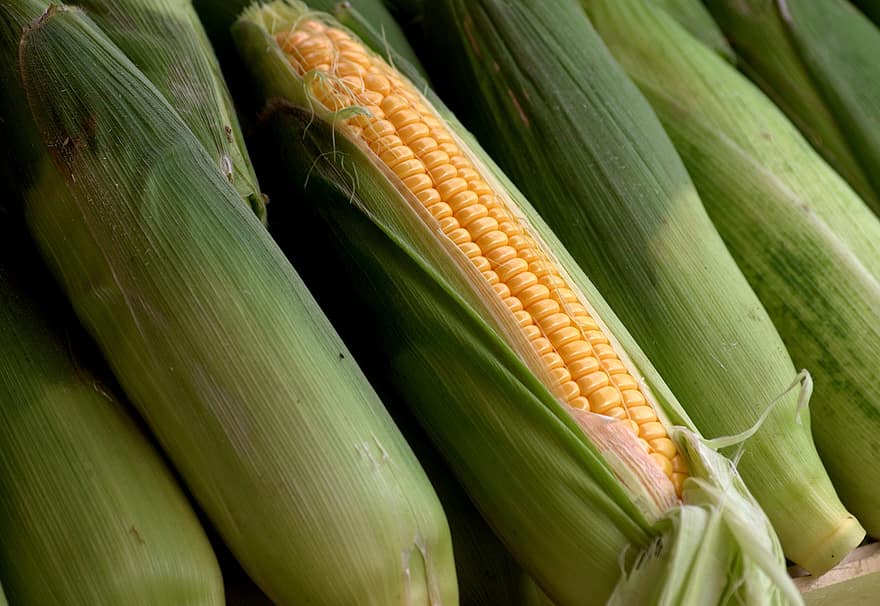 кукуруза, стержень кукурузного початка, сладкая кукуруза, питание, хлопья, здоровый