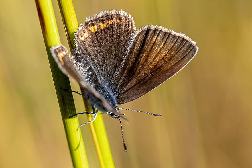 bleu commun, papillon, insecte, polyommatus icarus, la nature