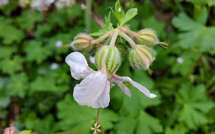 gerânio, flor, plantar, Bigroot Geranium, Flor branca, pétalas, botões, natureza