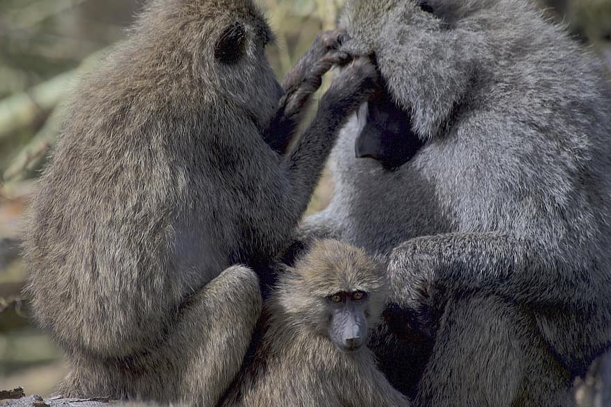 babouins, primate, singe, famille, cratère de ngorongoro, faune, mammifère, Afrique, Tanzanie, safari, sauvage