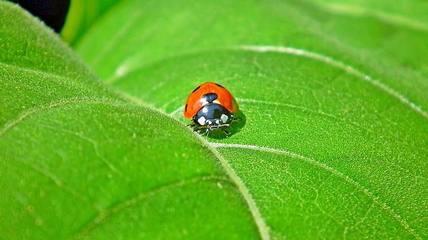 ladybugs, vabzdys, lapai, makro, pobūdį, vasara, žalias