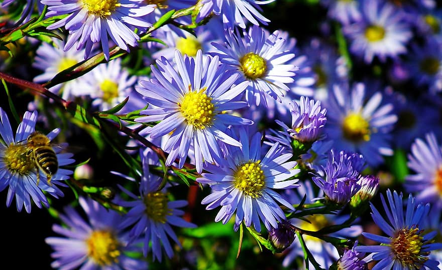 asters, sinisiä kukkia, puutarha, luonto, syksy