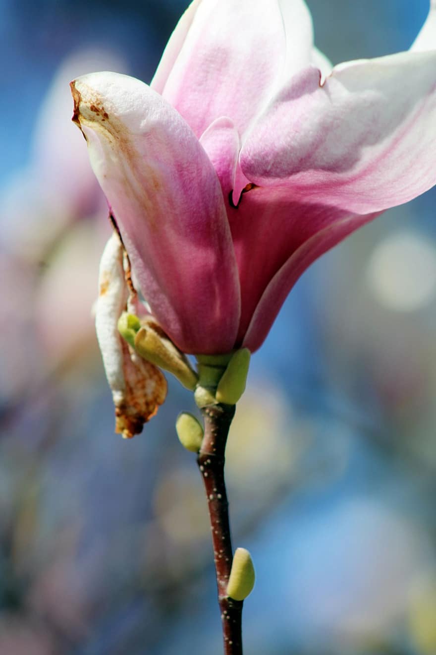 magnolia, fiore, albero, petali, fioritura, flora, primavera, giardino, natura, avvicinamento, pianta