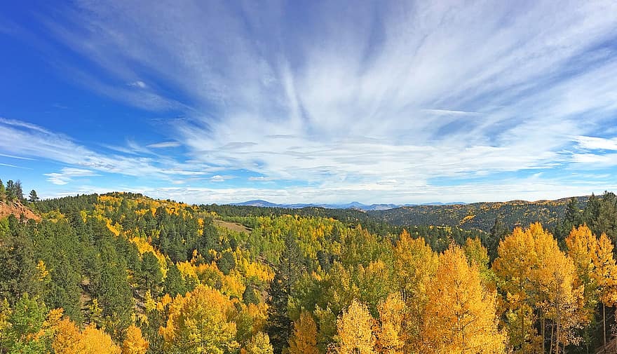 stromy, les, podzim listí, zlaté listy