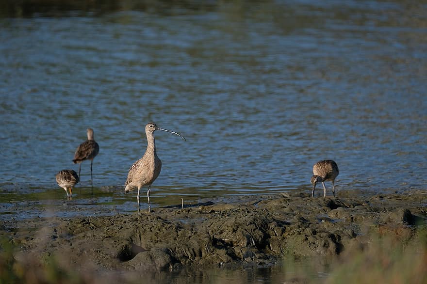 curlews, eurasian whimbrels, lake, water, animals in the wild, beak, feather, pond, blue, summer, egret