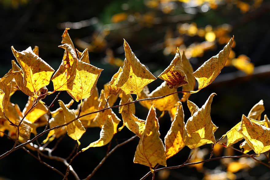 Herbst, Blätter, Laub, Herbstblätter, Herbstlaub, Herbstfarben, Herbstsaison, gelbe Blätter, gelbes Laub, getrocknete Blätter