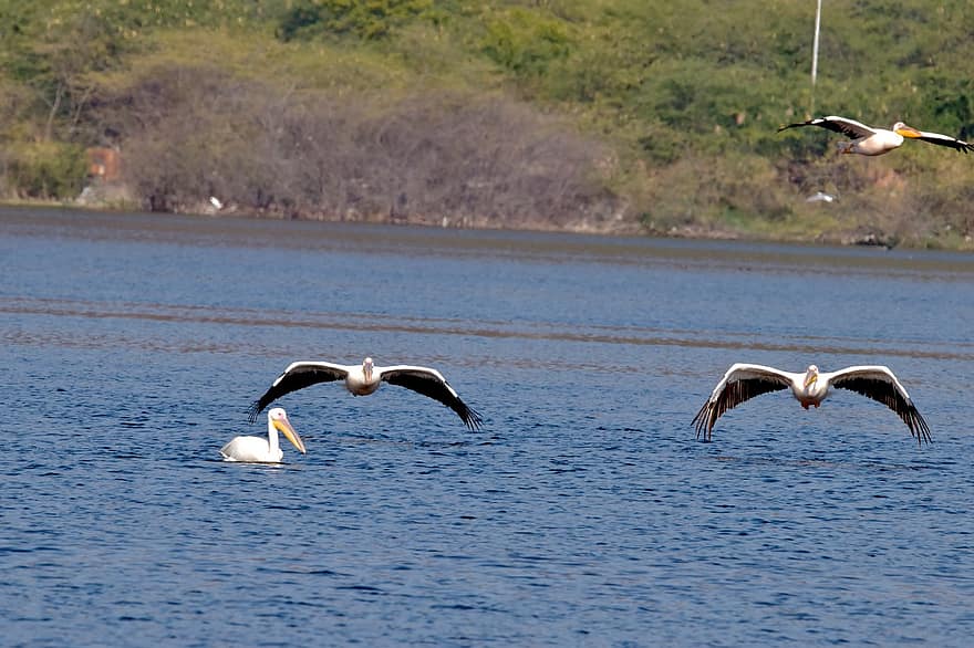 pelikanai, paukščių, gyvūnams, skraidantis, skrydis, vandens paukščiai, laukinės gamtos, plunksnos, snapas, pobūdį, vanduo