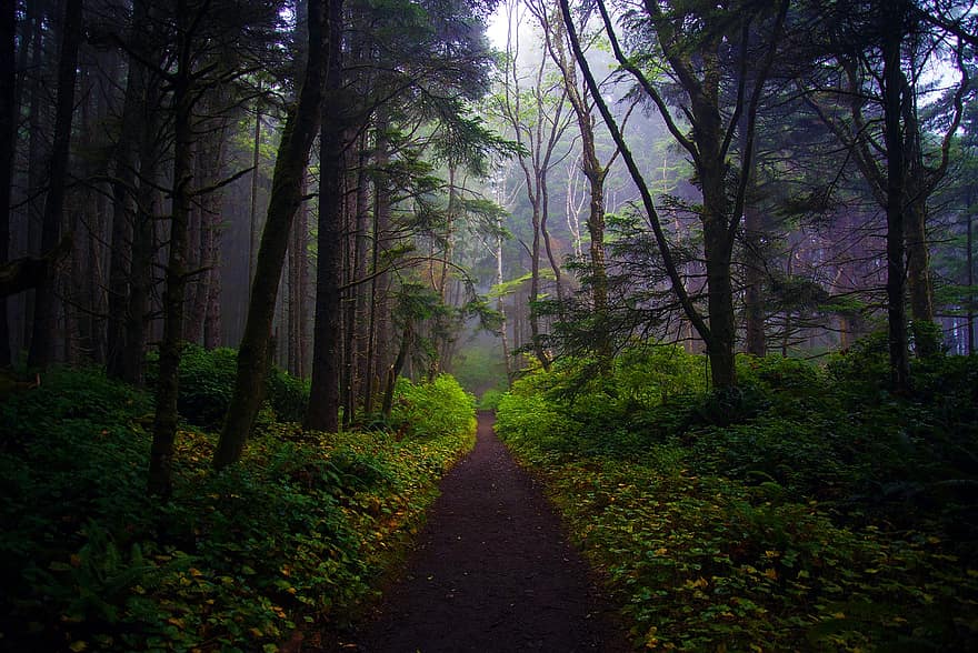 forêt, Piste, des arbres, chemin, les bois, sentier forestier, chemin forestier, sentier de la nature, sentier nature, broussailles, la nature